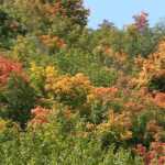 Fall leaves have started to show up in on Sept. 12, 2023. Signs point toward a possibility of vivid leaves in autumn 2023. (Mark Less/KSL TV)