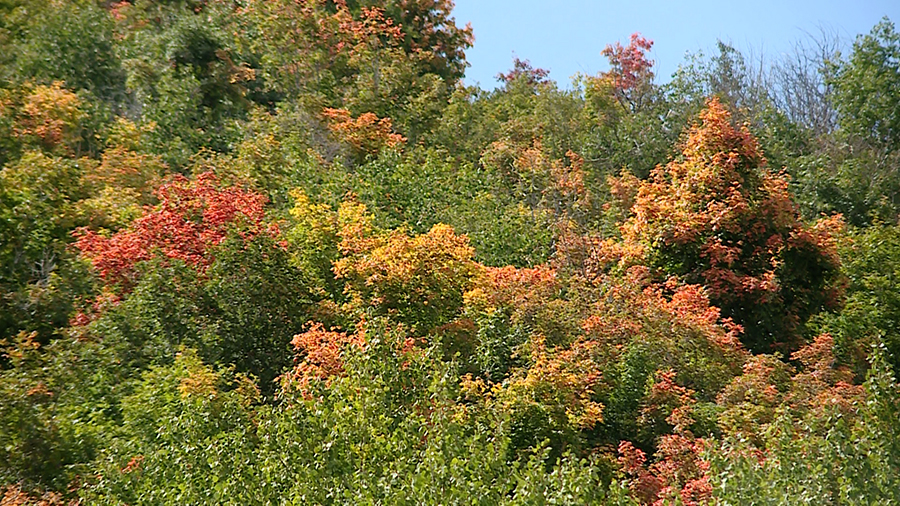 Fall leaves have started to show up in on Sept. 12, 2023. Signs point toward a possibility of vivid...