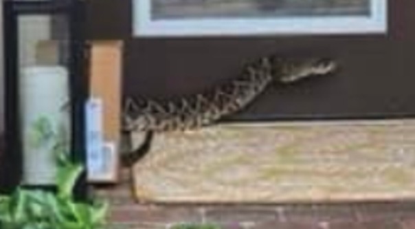 A photo of an eastern diamondback rattlesnake that bit an Amazon deliver driver in the Highlands Re...