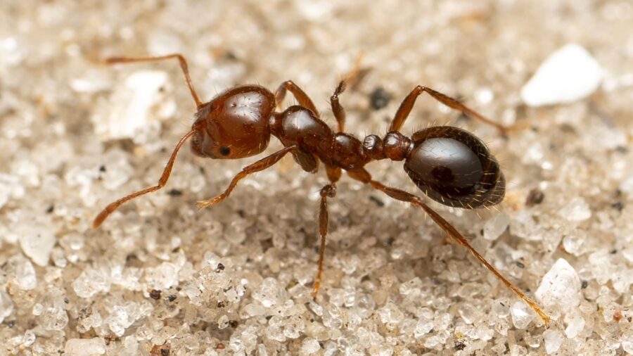 Shown here is a close-up of a red fire ant, an invasive ant species that has spread around the worl...