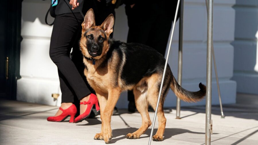 In this March 2022 photo, Commander, the dog of President Joe Biden, is taken for a walk at the Whi...