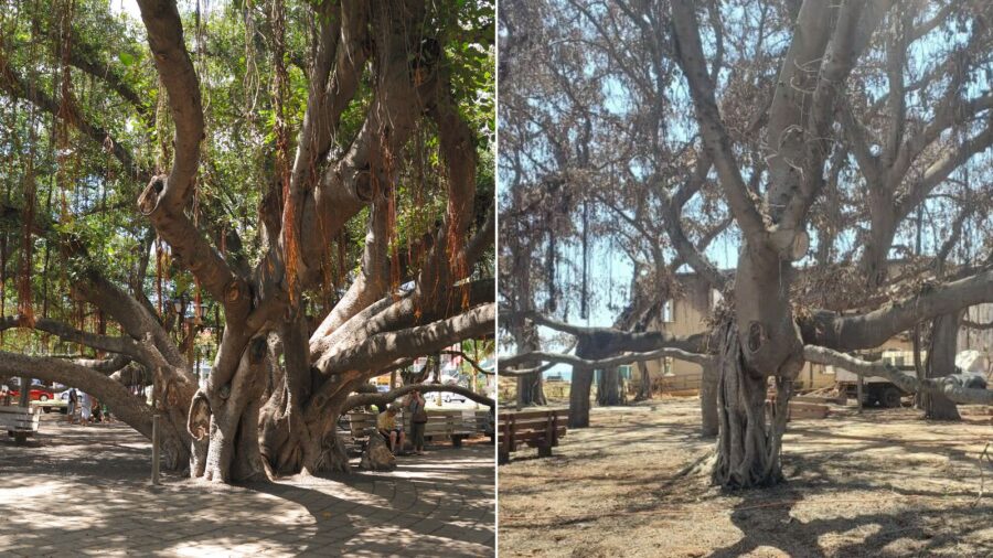 From left, the banyan tree in Lahaina, Hawaii, is pictured in 2011 and 2023.
Mandatory Credit:	Gett...