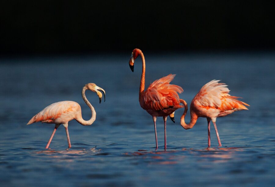 Flamingos feed and preen in Estero Bay Preserve State Park in Estero, Florida, on September 4. Hurr...