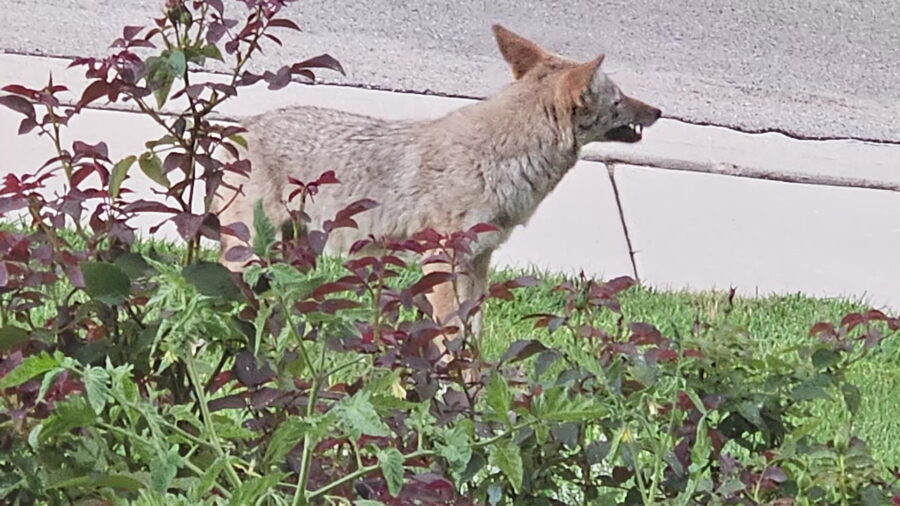A coyote caught on camera by a Sandy resident. (Vanette Jones)...