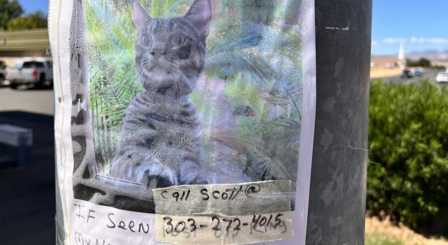 It has been six weeks since pet owner Scott Donnachie has seen his beloved cat George....