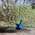 A peacock fans its feathers in Allen Park in Salt Lake City on Tuesday, March 21, 2023. (Ryan Sun, Deseret News)