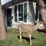 A deer grazes on grass in Allen Park in Salt Lake City on Tuesday, March 21, 2023. (Ryan Sun, Deseret News)