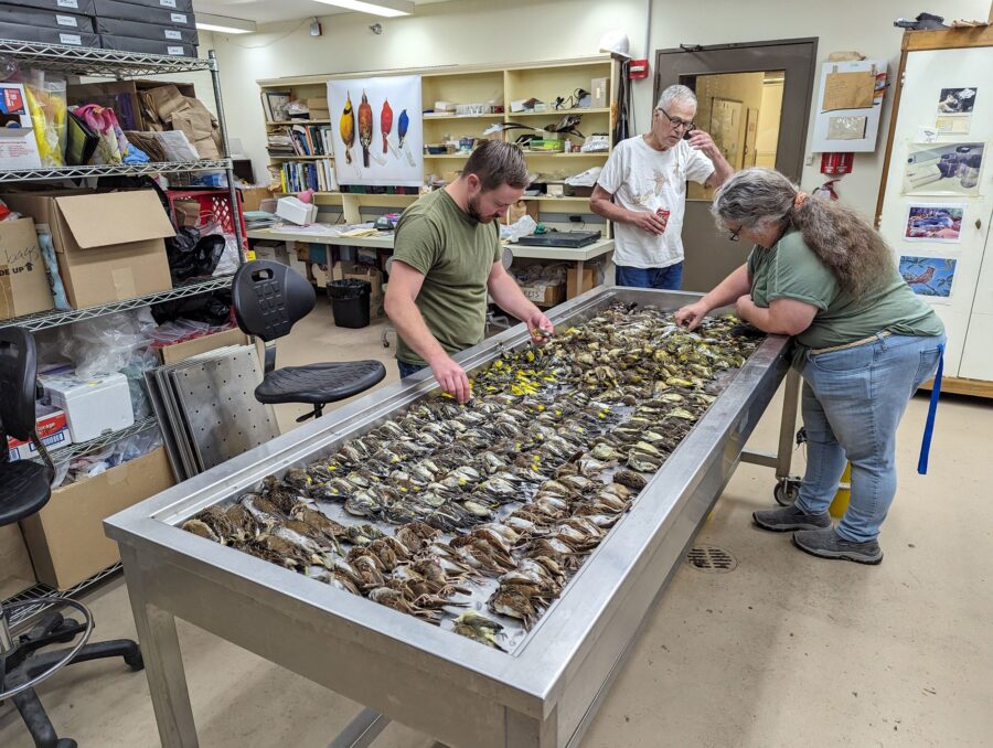 Workers at the Chicago Field Museum inspect the bodies of migrating birds that were killed when the...