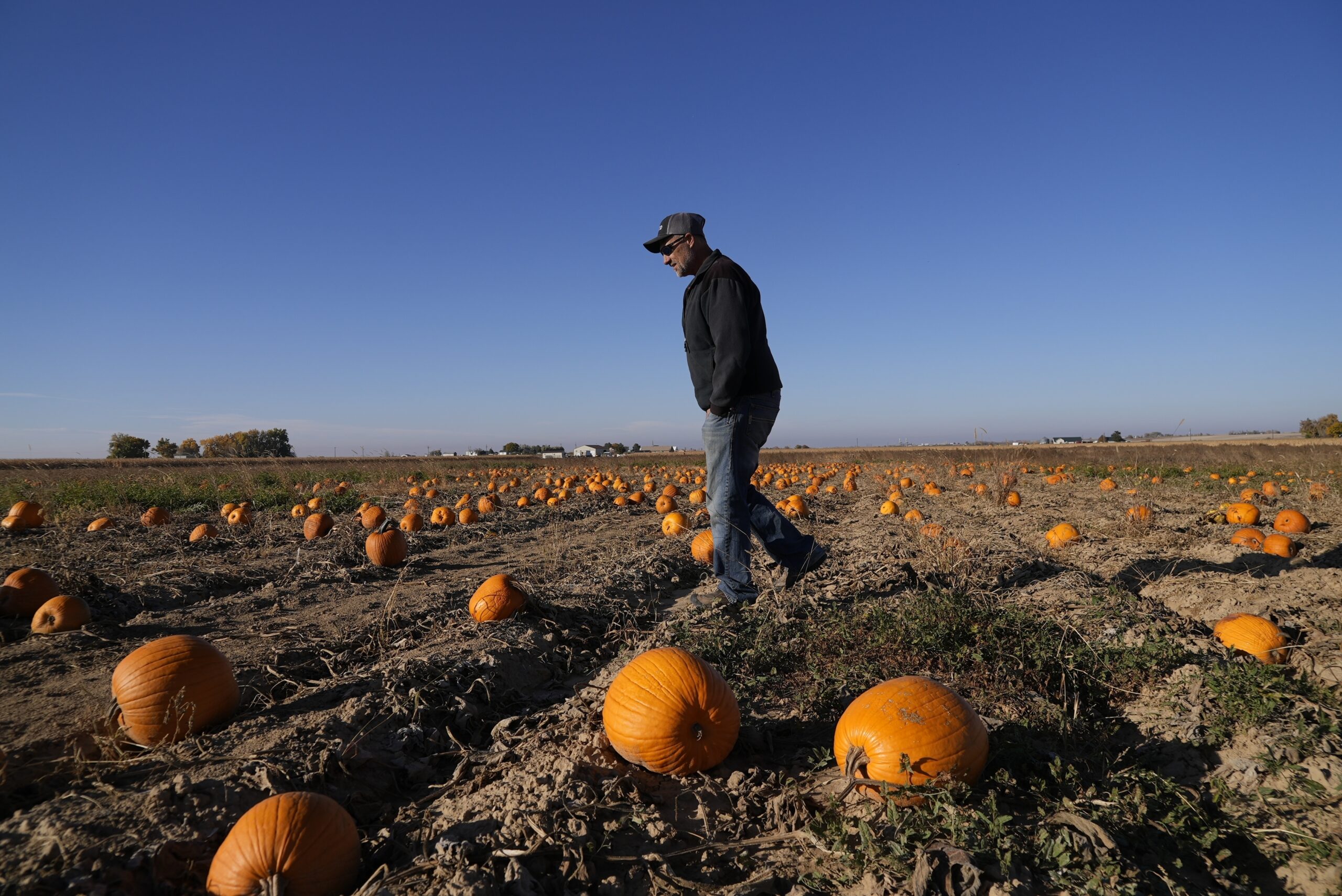 Alan Mazzotti walks through one of his pumpkin fields Oct. 26, 2023, in Hudson, Colo. For some pump...