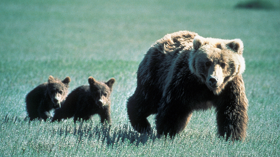 three bears, one adult and two cubs...