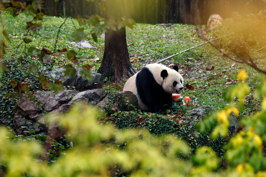 Female giant panda Mei Xiang eats a frozen fruit cake in his enclosure during a 'Panda Palooza' eve...
