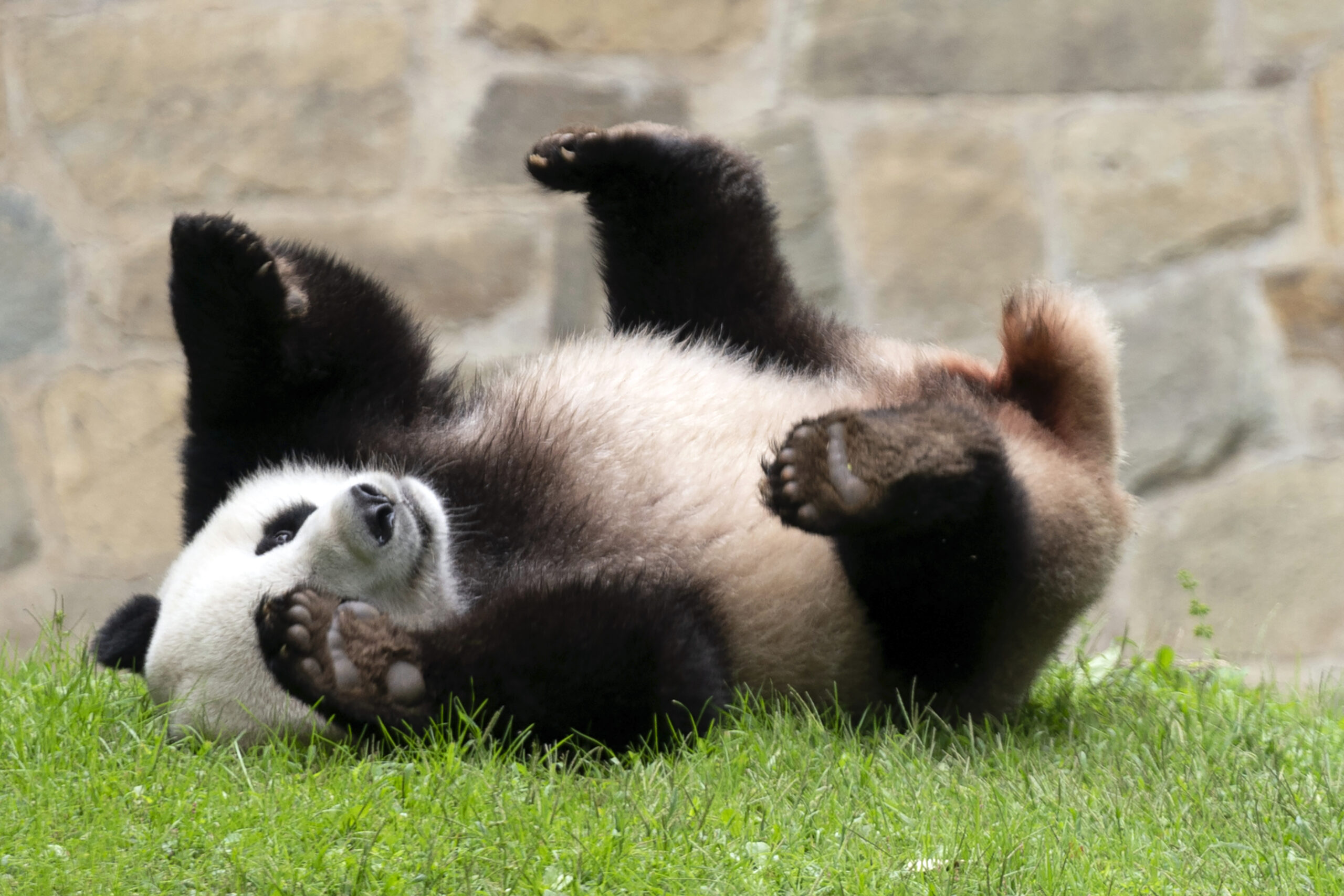 FILE: Giant panda Xiao Qi Ji plays at his enclosure at the Smithsonian National Zoo in Washington, ...