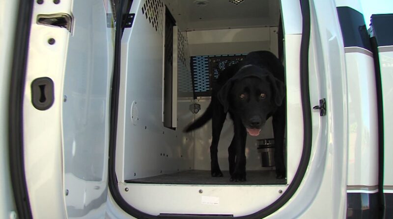 A USU bomb sniffing dog, K9 Otto, that worked to clear the building of explosives at Cache Valley Mall. (Brian Champagne, KSL TV) 