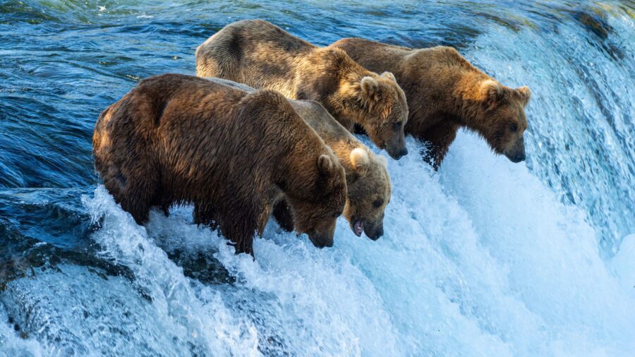 Fat Bear Week is happening and voting begins on Wednesday. Bears line up at the falls at Katmai Nat...