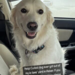 A Facebook post of the lost dog, Sundance, who was found 10  days after she went missing. (Kristen Edwards)
