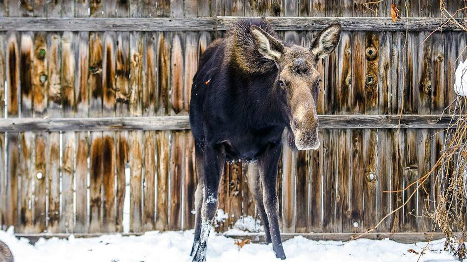 In the winter, moose can end up anywhere, including your back yard. DWR biologists shot this moose ...