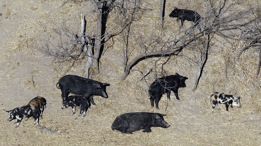 FILE - In this Feb. 18, 2009 file photo, feral pigs roam near a Mertzon, Texas ranch. Minnesota, No...