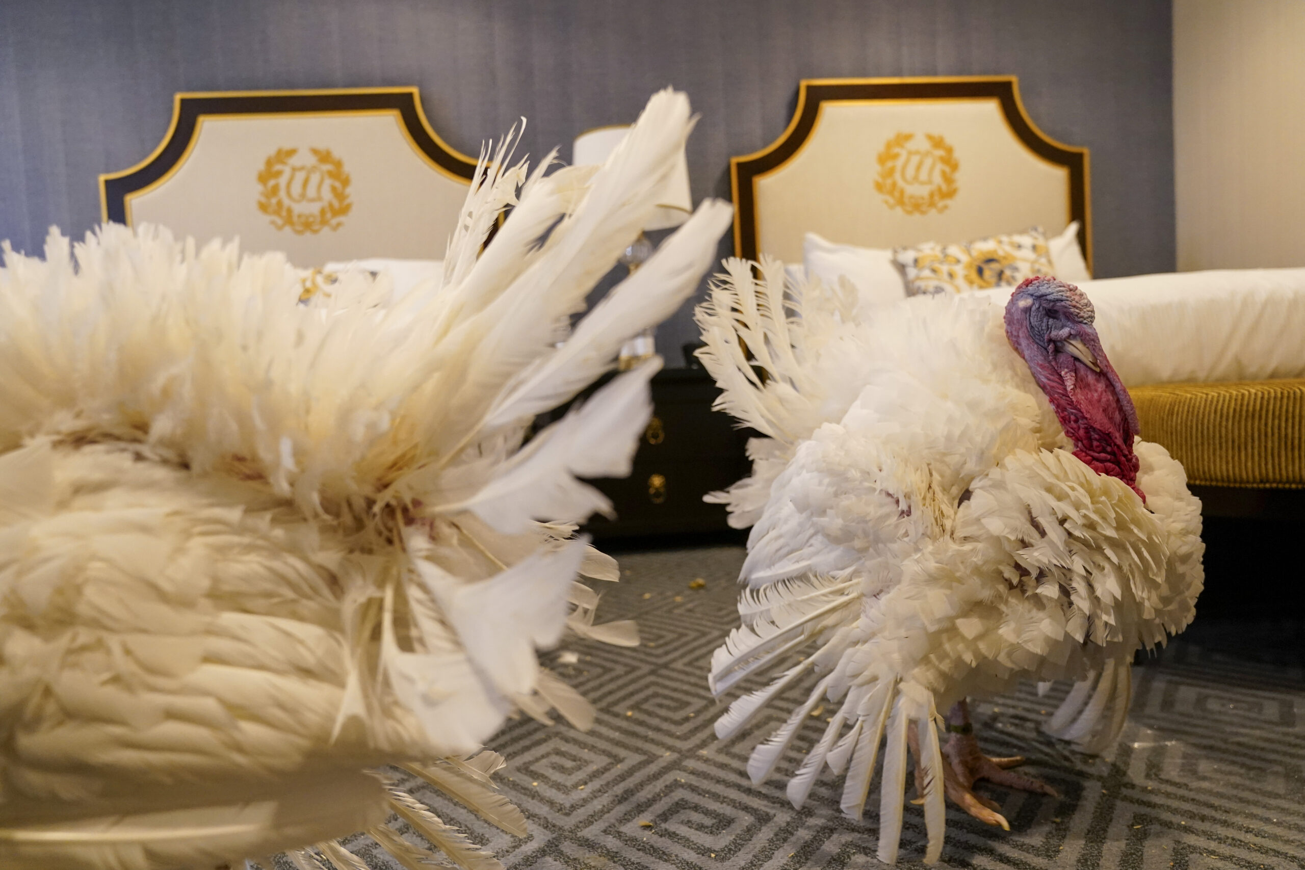 The turkeys who will receive a Presidential Pardon at the White House ahead of Thanksgiving enjoy t...