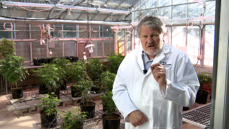 Dr. Bruce Bugbee spoke with KSL TV about his operation at Utah State University to grow medical-grade cannabis for clinical trials recently funded by the state of Utah. (KSL TV)