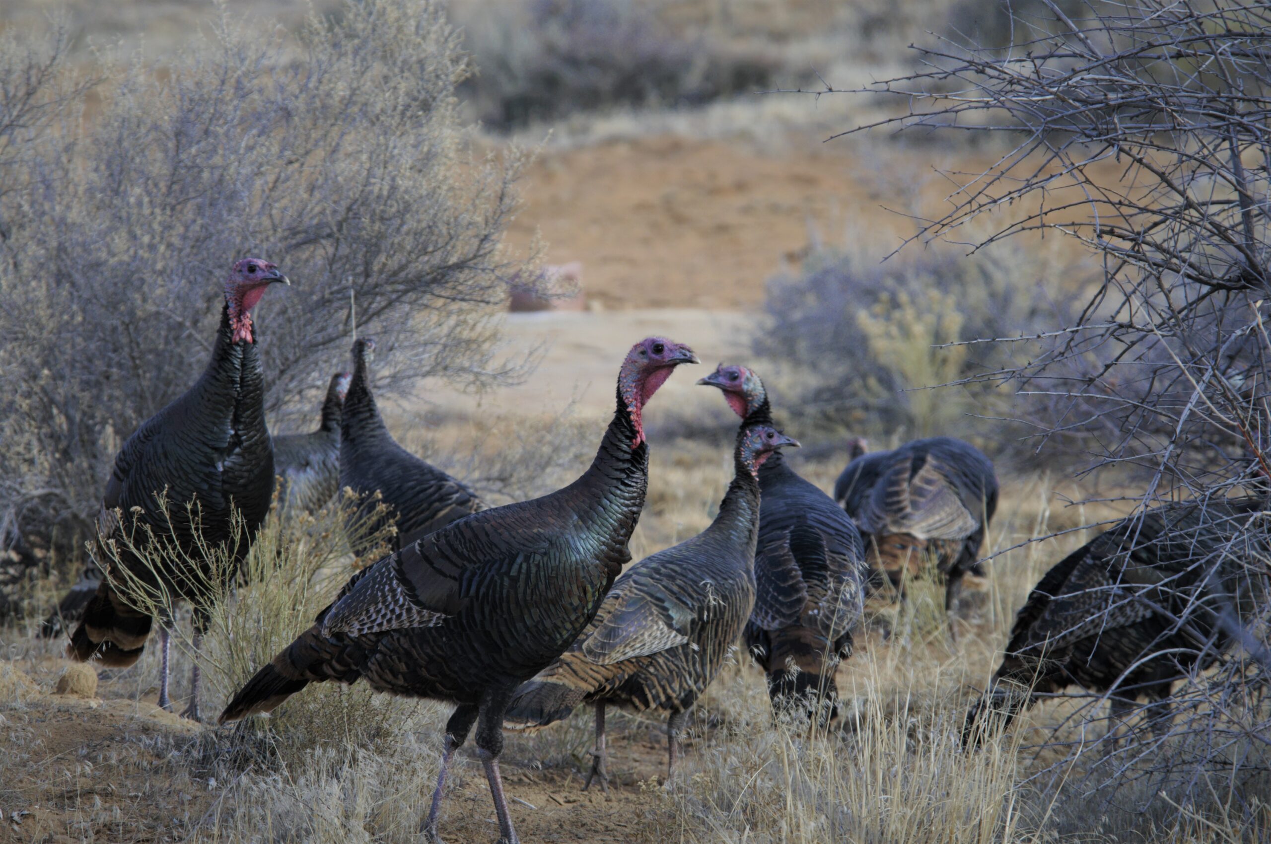 The DWR says the application process for the 2024 limited-entry turkey hunt will open on Dec. 12 at...