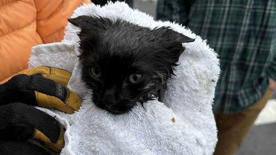 One of the rescued kittens in a towel. (Park City Fire District)...