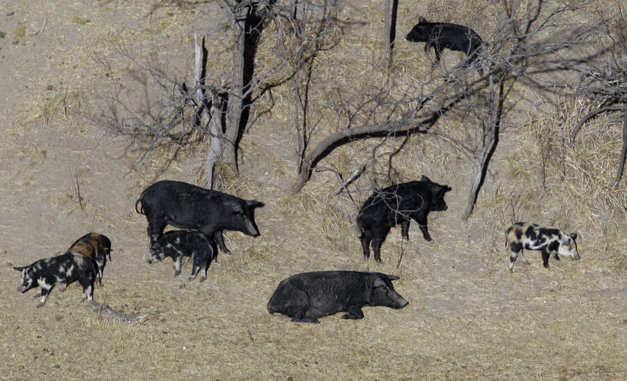 In this Feb. 18, 2009 file photo, feral pigs roam near a Mertzon, Texas ranch. Minnesota, North Dak...
