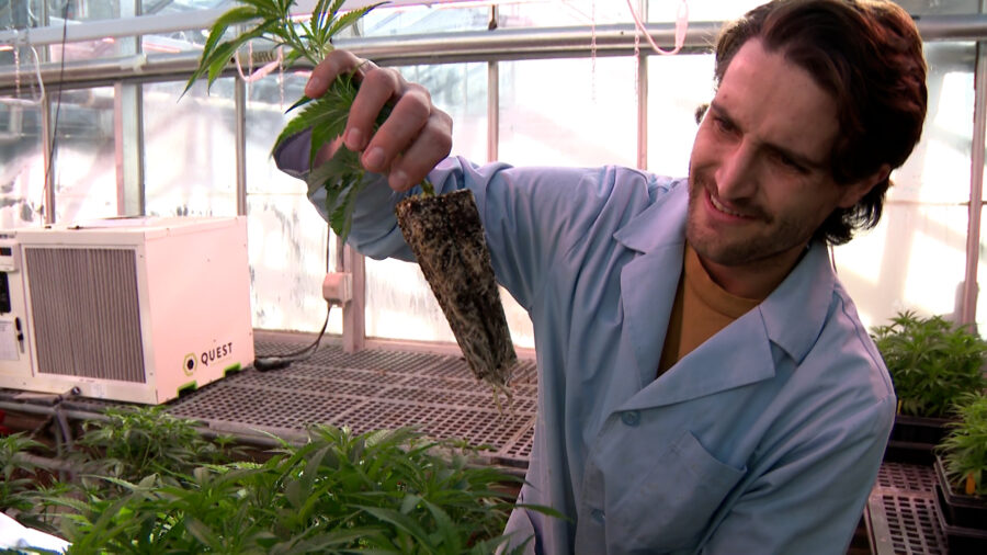 Michael Westmoreland, a graduate student at USU, demonstrating for KSL TV the roots of a cannabis p...