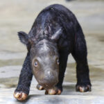 In this undated photo released by Indonesian Ministry of Environment and Forestry, a newly born Sumatran rhino calf walks in its enclosure at Sumatran Rhino Sanctuary at Way Kambas National Park, Indonesia. The critically endangered Sumatran rhino was born on Sumatra Island Saturday, Nov. 25, 2023, the second Sumatran rhino born in the country this year and a welcome addition to a species that currently numbers fewer than 50 animals. (Indonesian Ministry of Environment and Forestry)