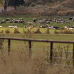 Cattle rest and graze on a field that belongs to Mike Schultz. (KSL TV)