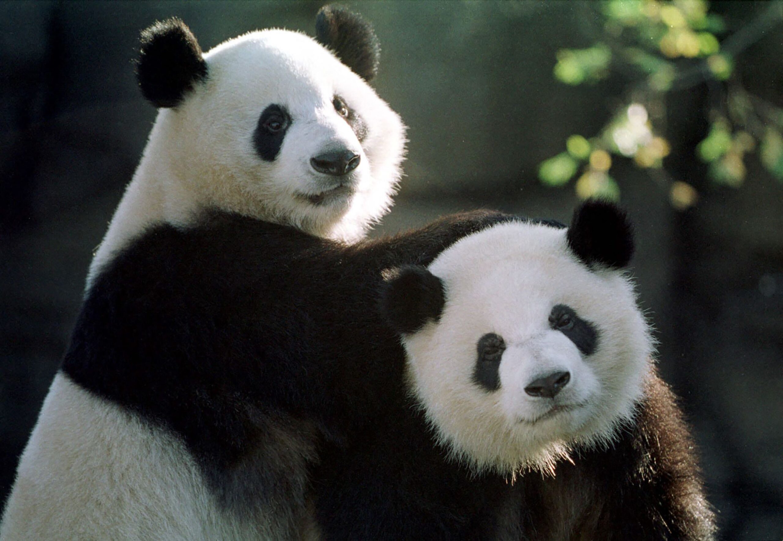 Pandas Yang Yang, left, and Lun Lun play together at Zoo Atlanta in November 1999. They have since ...
