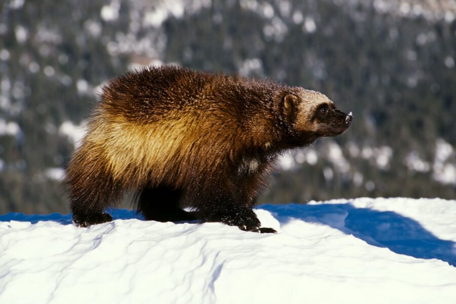A wolverine walks on snow in Montana.
Mandatory Credit:	Mike Hill/Getty Images...