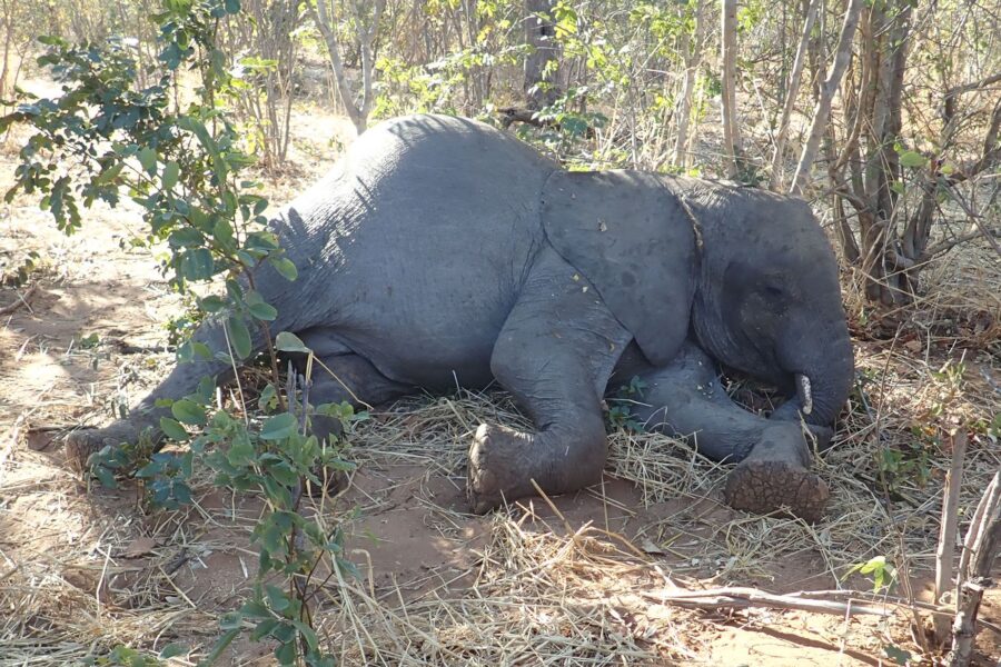 Dozens of African elephants died in Zimbabwe between August and November 2020. (Chris Foggin, CNN)...