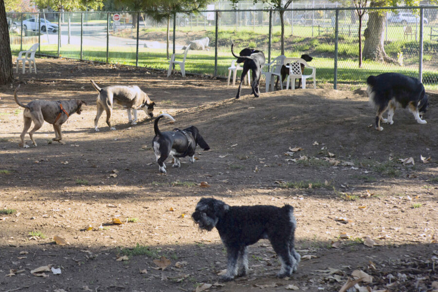 Owners bring their dogs to a park in Los Angeles on Wednesday, Aug. 31, 2022. Veterinary laboratori...