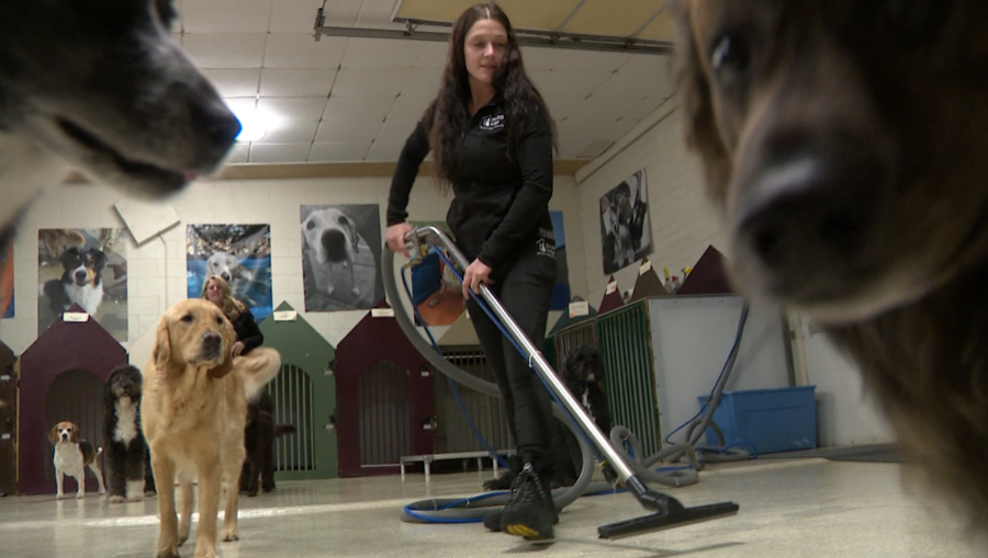 A mystery dog illness has Utahns worried after an outbreak has taken over a concerning population, ...