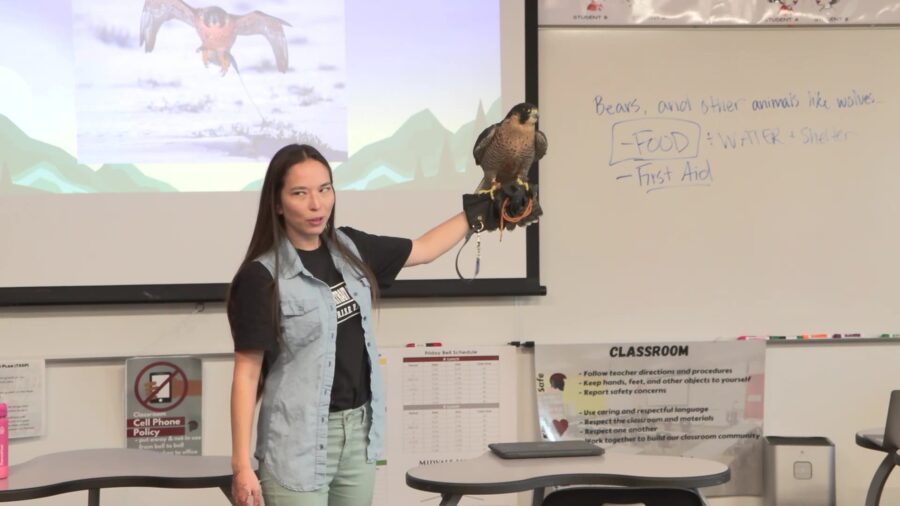 Krista Edwards in a classroom at Midvale Middle School, demonstrating with a peregrine falcon. (KSL...