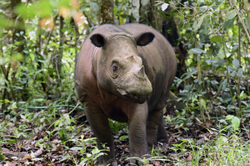 In this undated photo released by Indonesian Ministry of Environment and Forestry, a female Sumatran rhino named Delilah is seen after giving birth to a calf at Way Kambas National Park, Indonesia. The critically endangered Sumatran rhino was born on Sumatra Island Saturday, Nov. 25, 2023, the second Sumatran rhino born in the country this year and a welcome addition to a species that currently numbers fewer than 50 animals. (Indonesian Ministry of Environment and Forestry)
