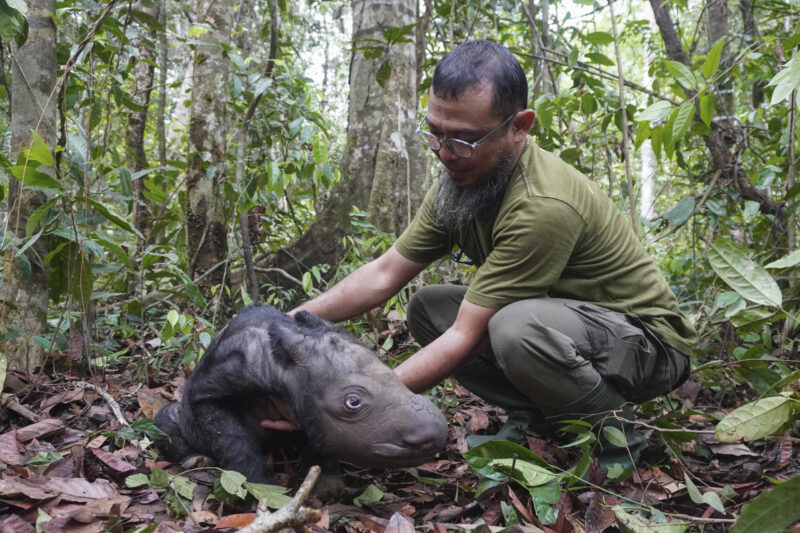 In this undated photo released by Indonesian Ministry of Environment and Forestry, veterinarian Zulfi Arsan tends to a newly born Sumatran rhino calf at Sumatran Rhino Sanctuary at Way Kambas National Park, Indonesia. The critically endangered Sumatran rhino was born on Sumatra Island Saturday, Nov. 25, 2023, the second Sumatran rhino born in the country this year and a welcome addition to a species that currently numbers fewer than 50 animals. (Indonesian Ministry of Environment and Forestry)