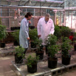 Cannabis grown in growth chambers at Utah State University which will be sent to University of Utah Health for clinical trials. (KSL TV)