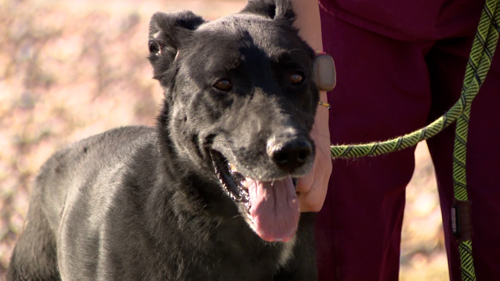 Spanish Fork Shelter highlights longest shelter animals during 12 