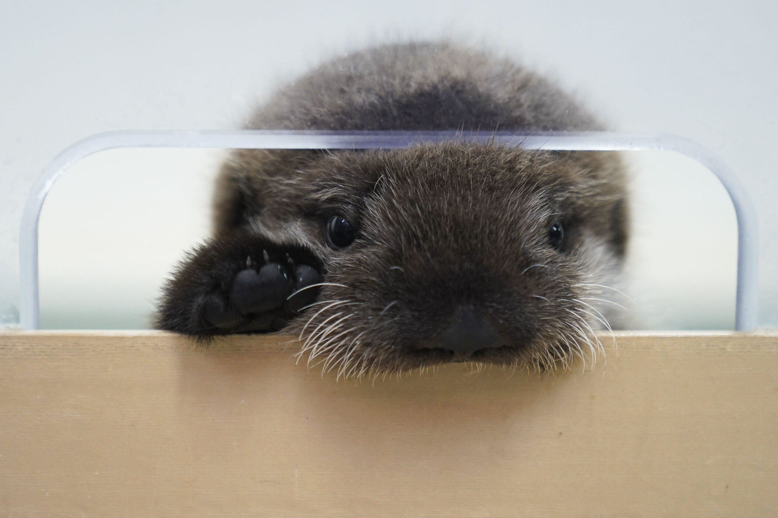 An eight-week-old sea otter rescued from Seldovia, Alaska, peaks out of his enclosure at Shedd Aqua...