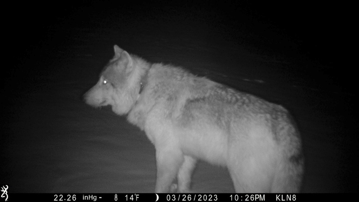 A gray wolf is seen in a trail camera image on the Sherman Creek Ranch, March 26, 2023, near Walden...