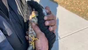A community member holds an injured hawk in downtown. 