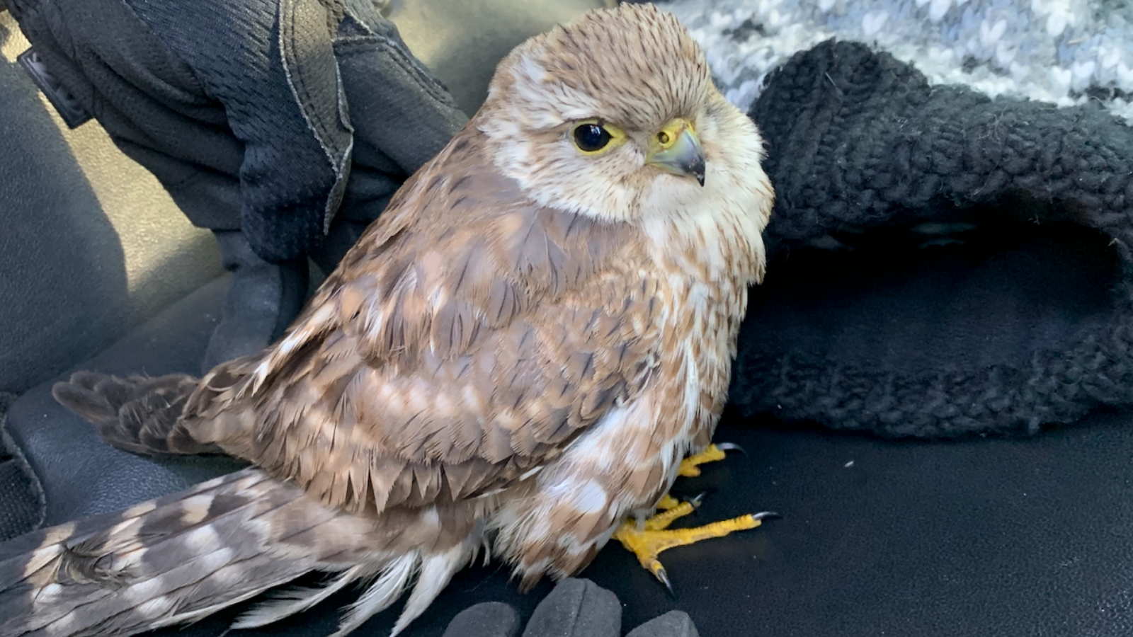 A Salt Lake City Police officer helped rescue an injured bird, later determined to be some type of ...