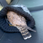 A Salt Lake City Police officer helped rescue an injured bird, later determined to be some type of hawk. (SLCPD)