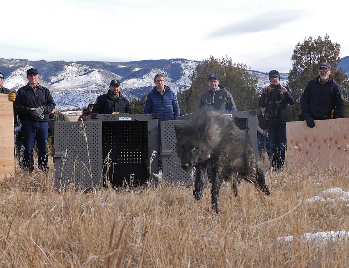 In this photo provided by Colorado Parks and Wildlife, wildlife officials release five gray wolves ...