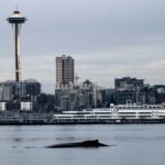 In this photo provided by the Soundwatch Boater Education Program, the dorsal fin of a young humpback whale floats with Seattle's Space Needle in the background on Nov. 30, 2023. (Jeff Hogan, Soundwatch Boater Education Program via Associated Press)