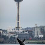 In this photo provided by the Soundwatch Boater Education Program, a young humpback whale breaches in front of the Space Needle in Seattle on Nov. 30, 2023. (Jeff Hogan, Soundwatch Boater Education Program via Associated Press)