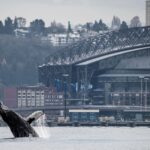 In this photo provided by the Soundwatch Boater Education Program, a young humpback whale breaches as one of Seattle's stadiums is in the background on Nov. 30, 2023. (Jeff Hogan, Soundwatch Boater Education Program via Associated Press)