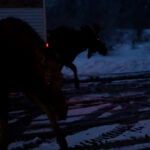UHP and DWR assets work to relocate Moose near Interstate 80.  (Utah DWR)
