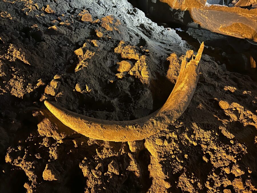 In this image provided by Coleman Fredricks, coal miners unearthed a mammoth tusk in May 2023 at th...